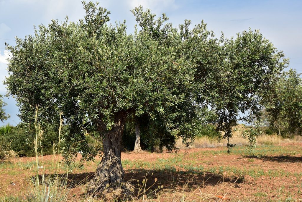 olive tree, olive field, mediterranean-3662627.jpg